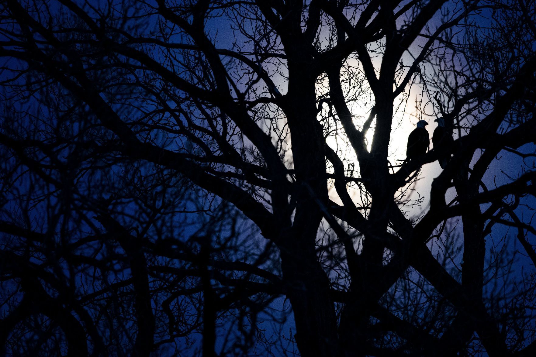 Eagle Moon